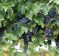 South Burnett Wine Trail - Hotel Accommodation