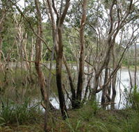 Mount Rooper Circuit and Swamp Bay Track - Hotel Accommodation