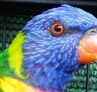 Fraser Coast Wildlife Sanctuary - Hotel Accommodation