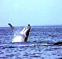Whale Watching - Hotel Accommodation