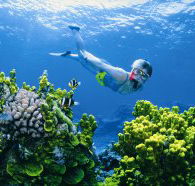 Wheeler Reef Dive Site - Hotel Accommodation