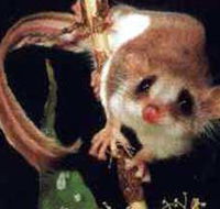 Carrowong Fauna Sanctuary - Hotel Accommodation