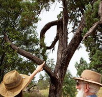 Charleville - Outback Native Timber Walk - Hotel Accommodation