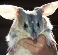 Charleville - Bilby Experience - Hotel Accommodation