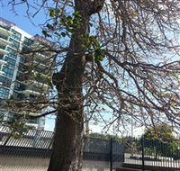 The Leichhardt Tree - Hotel Accommodation