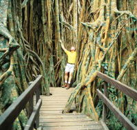 Curtain Fig Tree - Hotel Accommodation