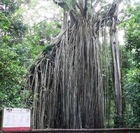 Curtain Fig National Park - Hotel Accommodation