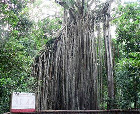 Curtain Fig National Park - Hotel Accommodation 0