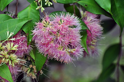 Tondoon Botanic Gardens - Hotel Accommodation 5