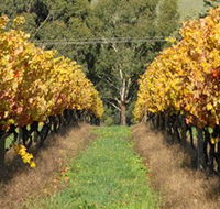 Wild Dog Winery  Restaurant - Hotel Accommodation