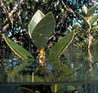 Jawbone Marine Sanctuary - Hotel Accommodation