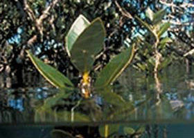 Jawbone Marine Sanctuary - Hotel Accommodation 0