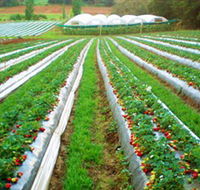 Kookaberry Strawberry Farm - Hotel Accommodation