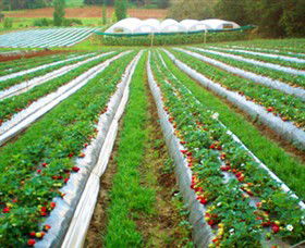 Kookaberry Strawberry Farm - Hotel Accommodation 0