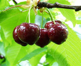 Red Hill Cherry Farm - Hotel Accommodation 0