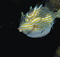 Mushroom Reef Marine Sanctuary - Hotel Accommodation
