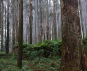 Kinglake National Park - Hotel Accommodation 0
