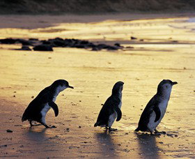Ventnor VIC Hotel Accommodation