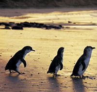 Phillip Island Nature Park - Hotel Accommodation