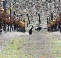 Blue Pyrenees Estate - Hotel Accommodation