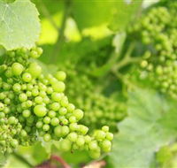 Waratah Hills Vineyard - Hotel Accommodation