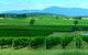 Acacia Ridge Vineyard - thumb 0