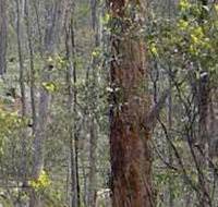 Heathcote-Graytown National Park - Hotel Accommodation