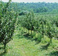 Pettys Orchard - Hotel Accommodation