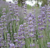 Warratina Lavender Farm - Hotel Accommodation