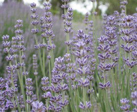 Warratina Lavender Farm - Hotel Accommodation 0