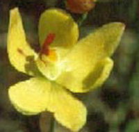 Langwarrin Flora and Fauna Reserve - Hotel Accommodation