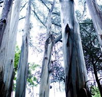 Dandenong Ranges National Park - Hotel Accommodation