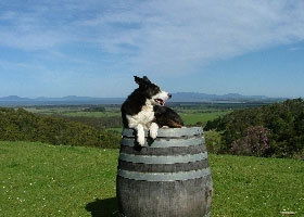 Windy Ridge Vineyard And Winery - Hotel Accommodation 0