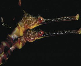 Eagle Rock Marine Sanctuary - Hotel Accommodation 0