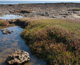 Ricketts Point Marine Sanctuary - Hotel Accommodation 0
