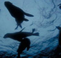 The Arches Marine Sanctuary - Hotel Accommodation