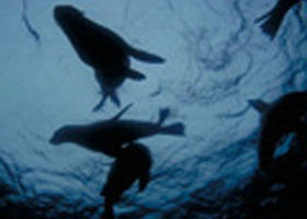 The Arches Marine Sanctuary - Hotel Accommodation 0