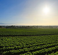 GREENSTONE VINEYARDS - Hotel Accommodation
