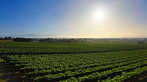 GREENSTONE VINEYARDS - Hotel Accommodation 0