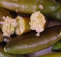 Sandy Creek Olives and Finger Limes - Hotel Accommodation