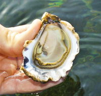 The Oyster Pot - Hotel Accommodation