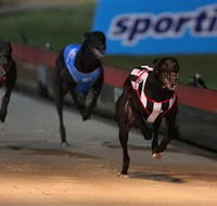 Dapto Dogs