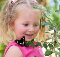 Coffs Harbour Butterfly House - Hotel Accommodation