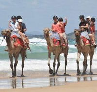 Camel Rides with Coffs Coast Camels - Hotel Accommodation