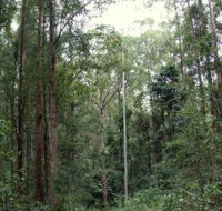 Bongil Bongil National Park - Hotel Accommodation