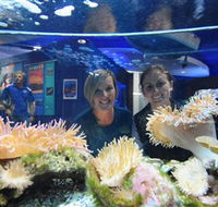 Solitary Islands Aquarium - Hotel Accommodation