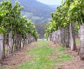 Villa D Esta Vineyard - Hotel Accommodation 1