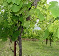 Holland Wines - Hotel Accommodation