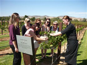 Jacob's Creek Vineyard Tour - Hotel Accommodation 2