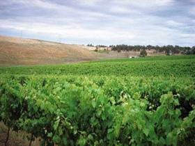 Uleybury Wines - Hotel Accommodation 2